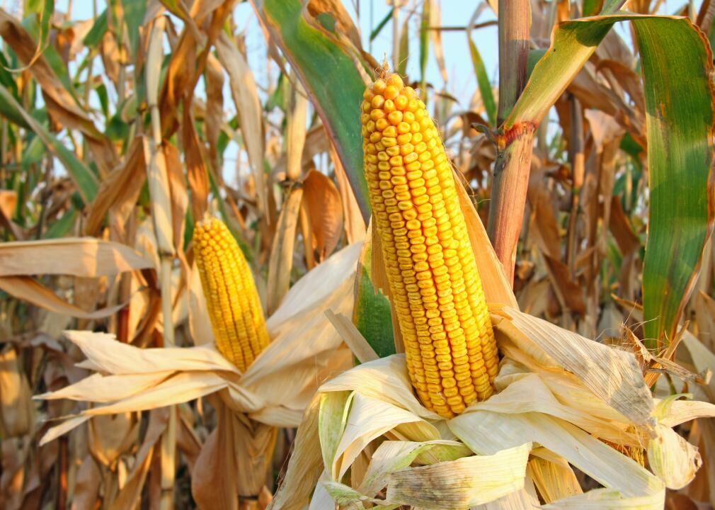 Corn